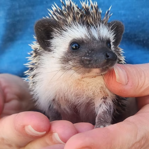 Hedgehog For Sale