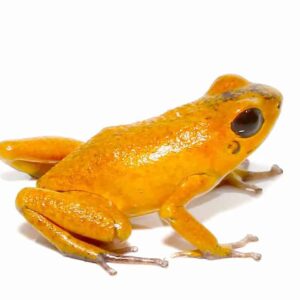 Orange Pumilio Dart Frog For Sale