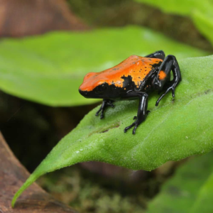Orange Splashback Dart Frog For Sale