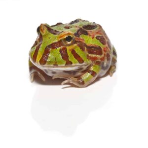 Ornita Pacman Frog For Sale