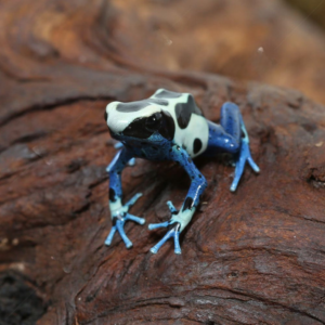 Oyapok Tinctorius Dart Frog For Sale