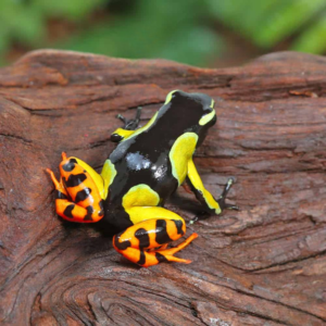 Painted Mantella For Sale