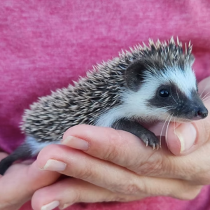 Hedgehog For Sale