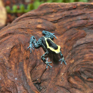 Powder Blue Tinctorius Dart Frog For Sale