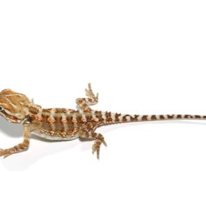 Rankins Dragon For Sale