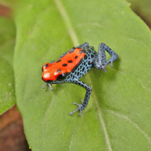 Red Backed Dart Frog For Sale