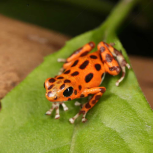 Red Frog Beach Dart Frog For Sale