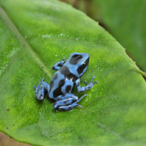 Reticulated Blue And Black Auratus Dart Frog For Sale