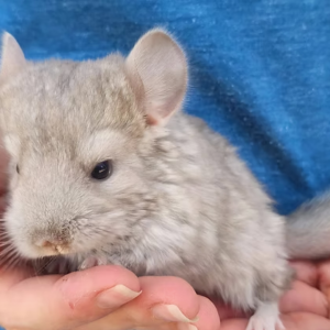 Chinchillas For Sale