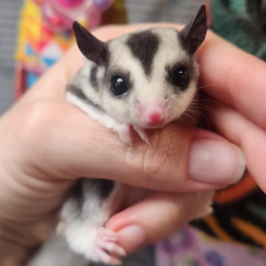 Sugar Gliders For Sale