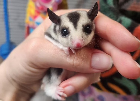 Sugar Gliders For Sale