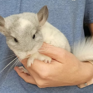 Chinchillas For Sale