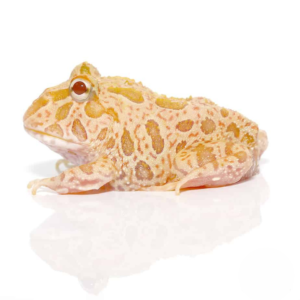 Strawberry Pineapple Pacman Frog For Sale