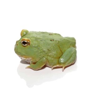 Super Matcha Pacman Frog For Sale