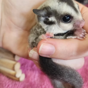 Sugar Gliders For Sale