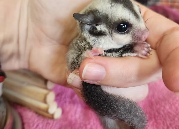 Sugar Gliders For Sale