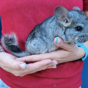 Chinchillas For Sale