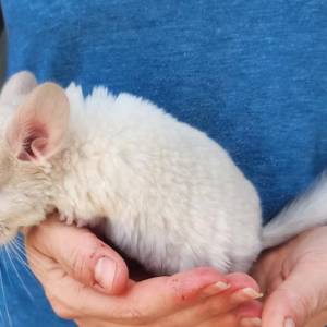 Chinchillas For Sale