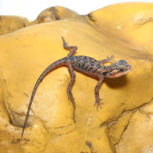 Translucent Silky Bearded Dragon For Sale