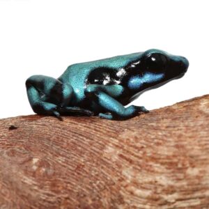 Turquoise And Black Auratus Dart Frog For Sale