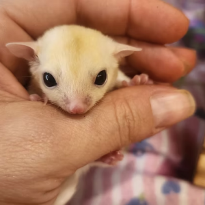 Sugar Gliders For Sale