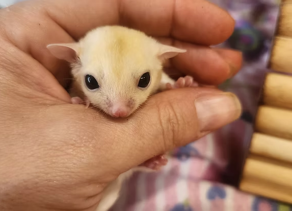 Sugar Gliders For Sale