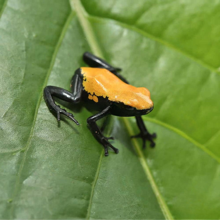 Yellow Splashback Dart Frog For Sale