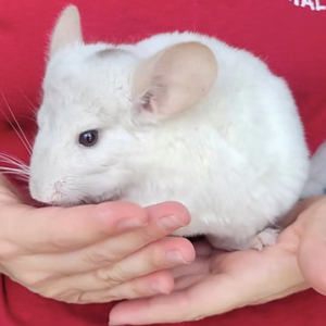 Chinchillas For Sale