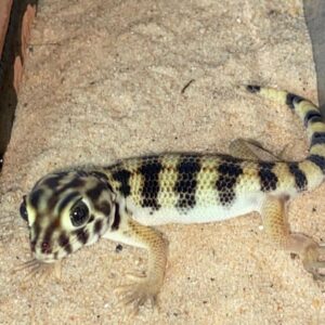 Adult frog eyed geckos For Sale