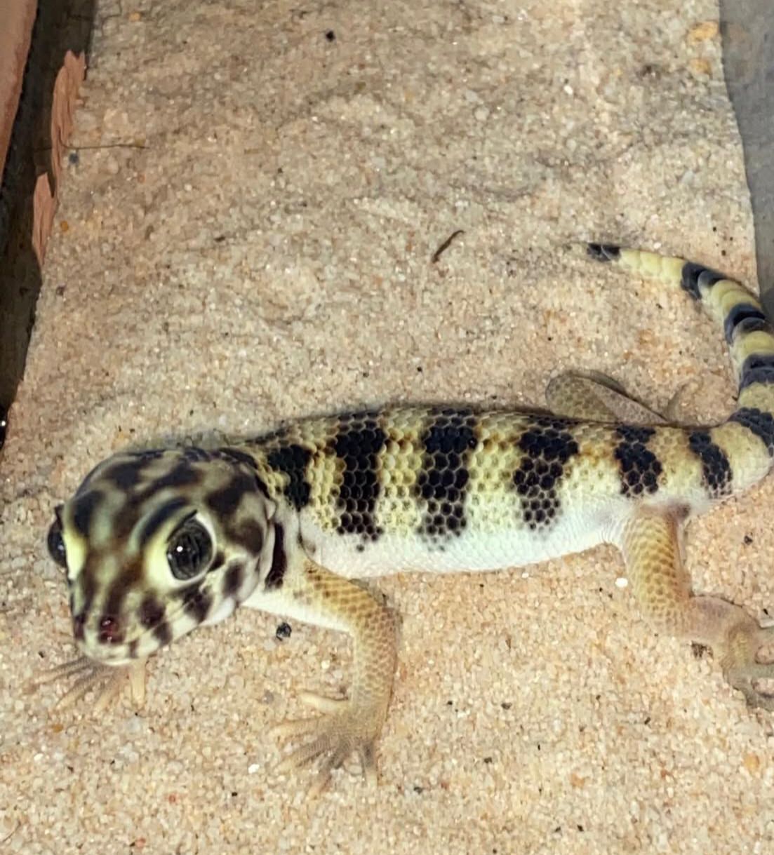 Adult frog eyed geckos For Sale
